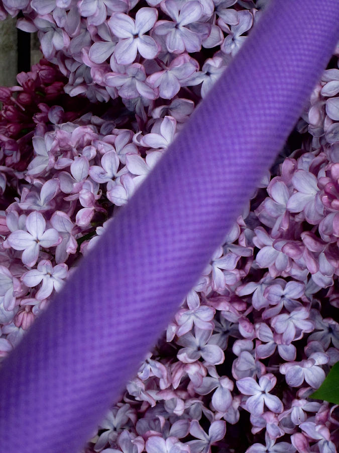 Purple Lilacs Purple Hose Photograph by Kym Backland