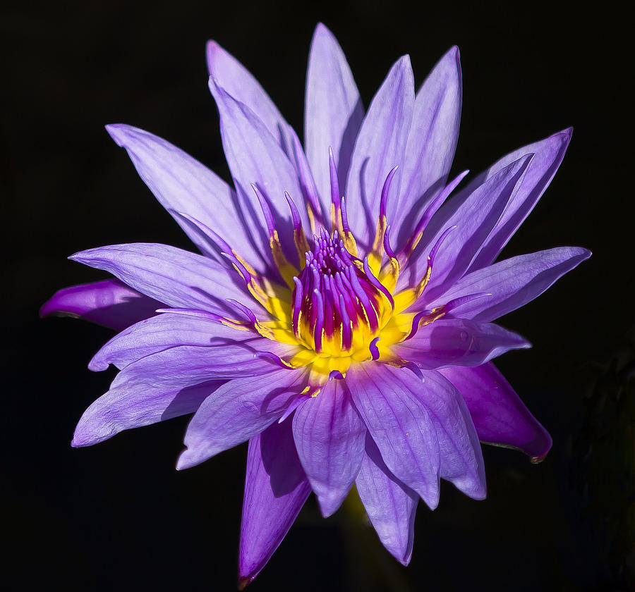 Purple Lilly Photograph