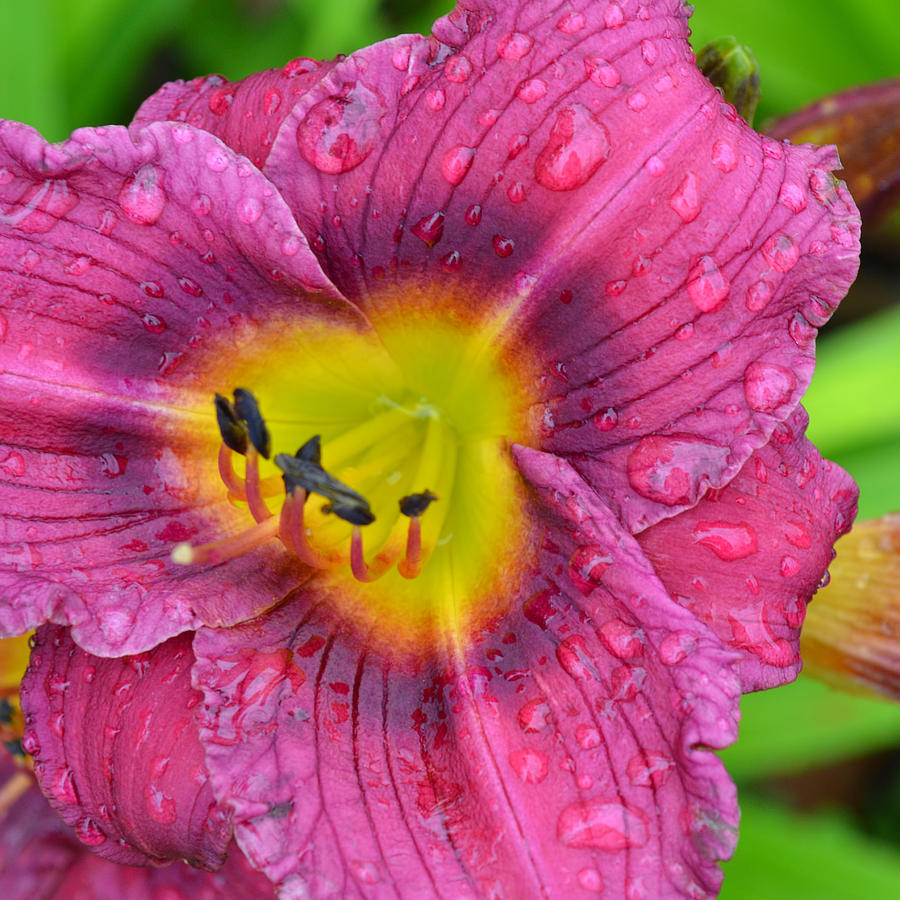 Purple Lily Photograph by Beth Venner