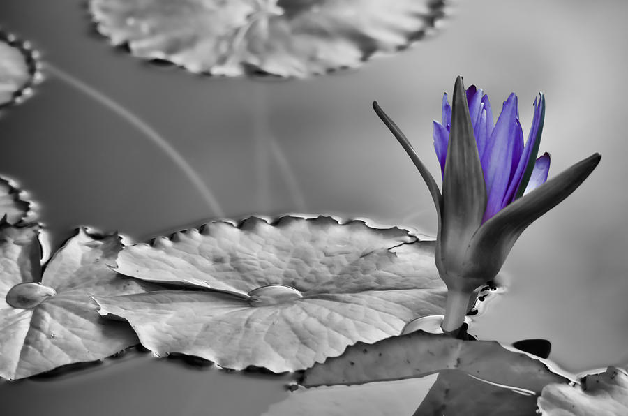 Purple Lily Photograph by Don Schwartz