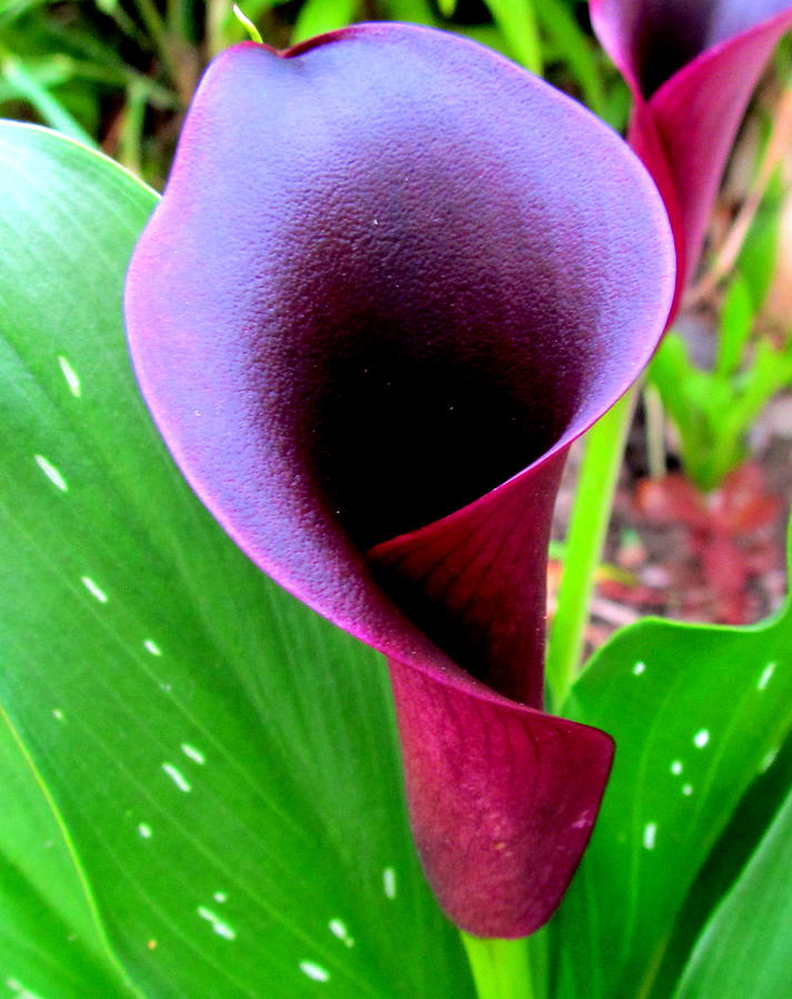 Purple lily Flower Photograph by Joyce Woodhouse