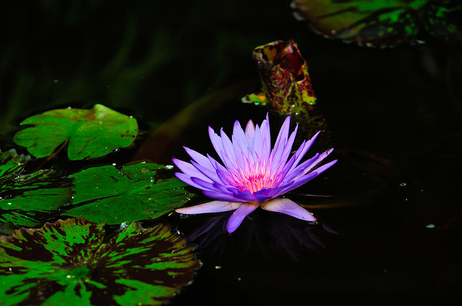 Purple Lily Photograph