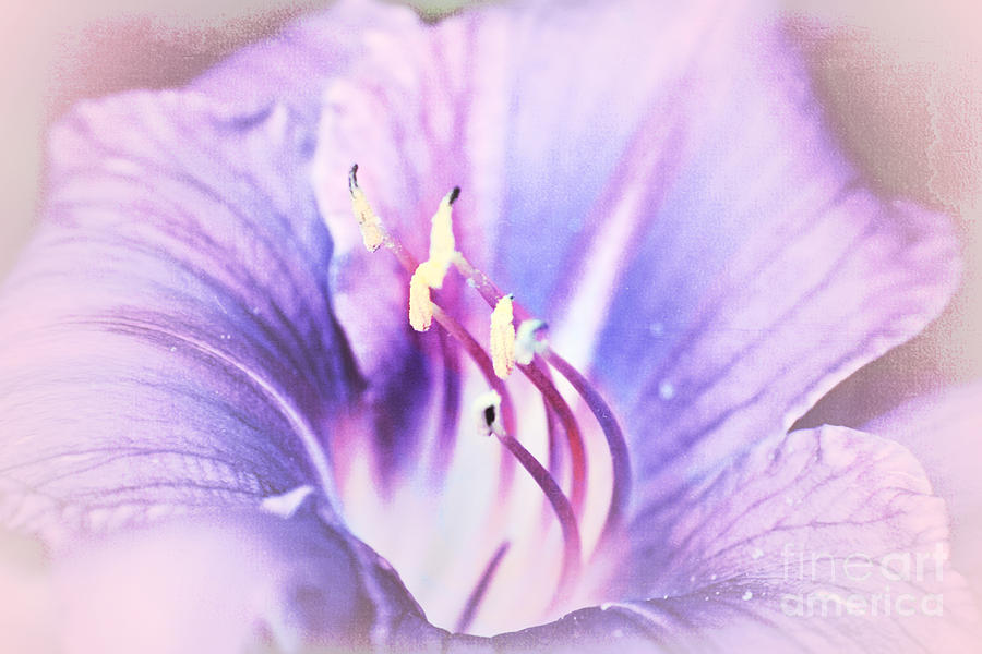 Lily Photograph - Purple lily  by Lali Kacharava
