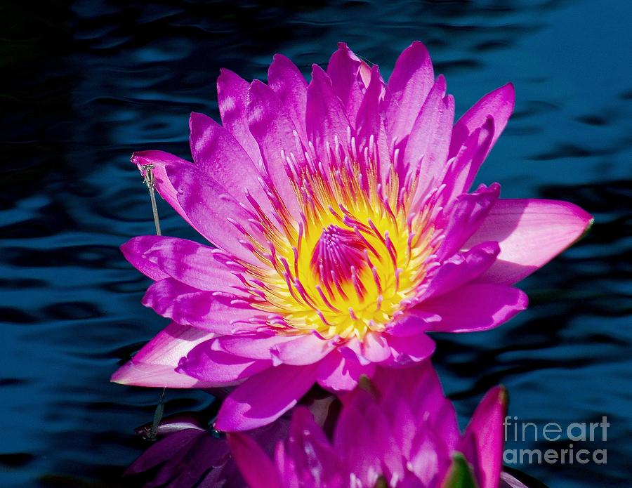 Purple Lily on the water Photograph by Nick Zelinsky Jr