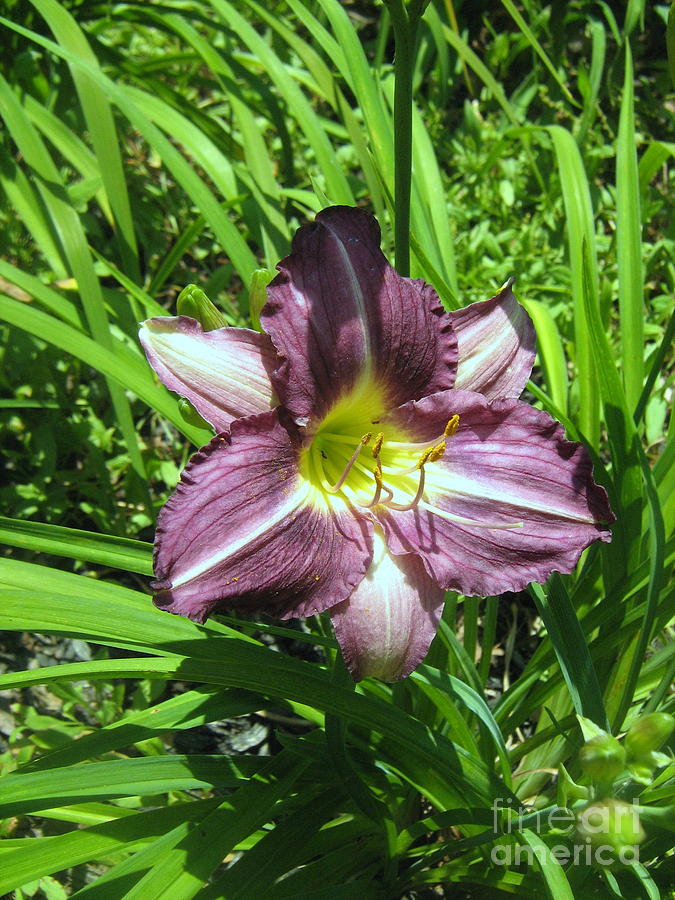 Purple Lily Photograph by Wendy Coulson