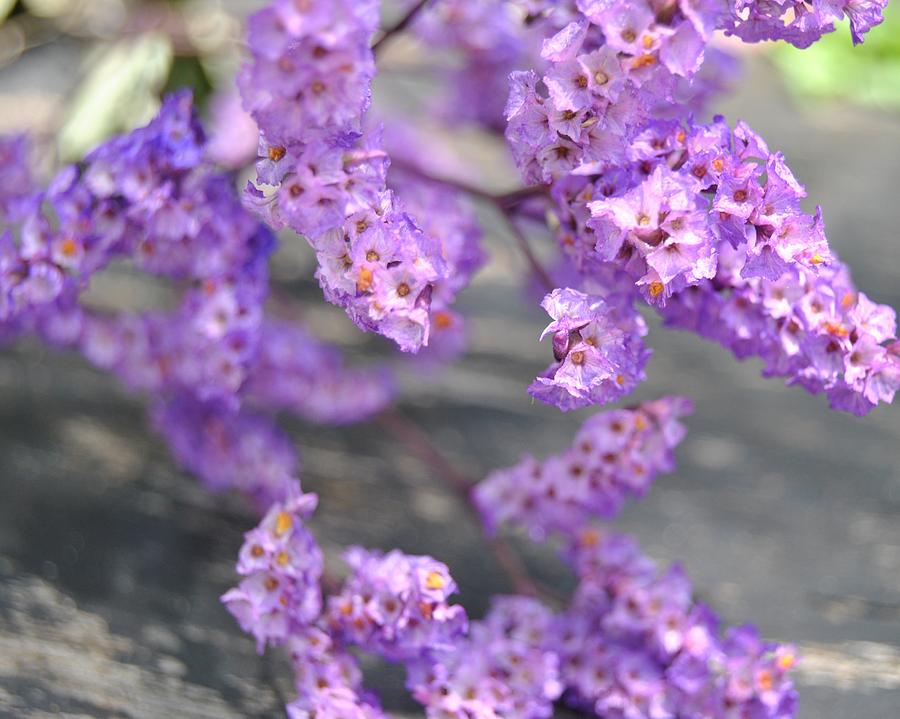 Flowers Still Life Photograph - Purple Limonium by Page Lobach