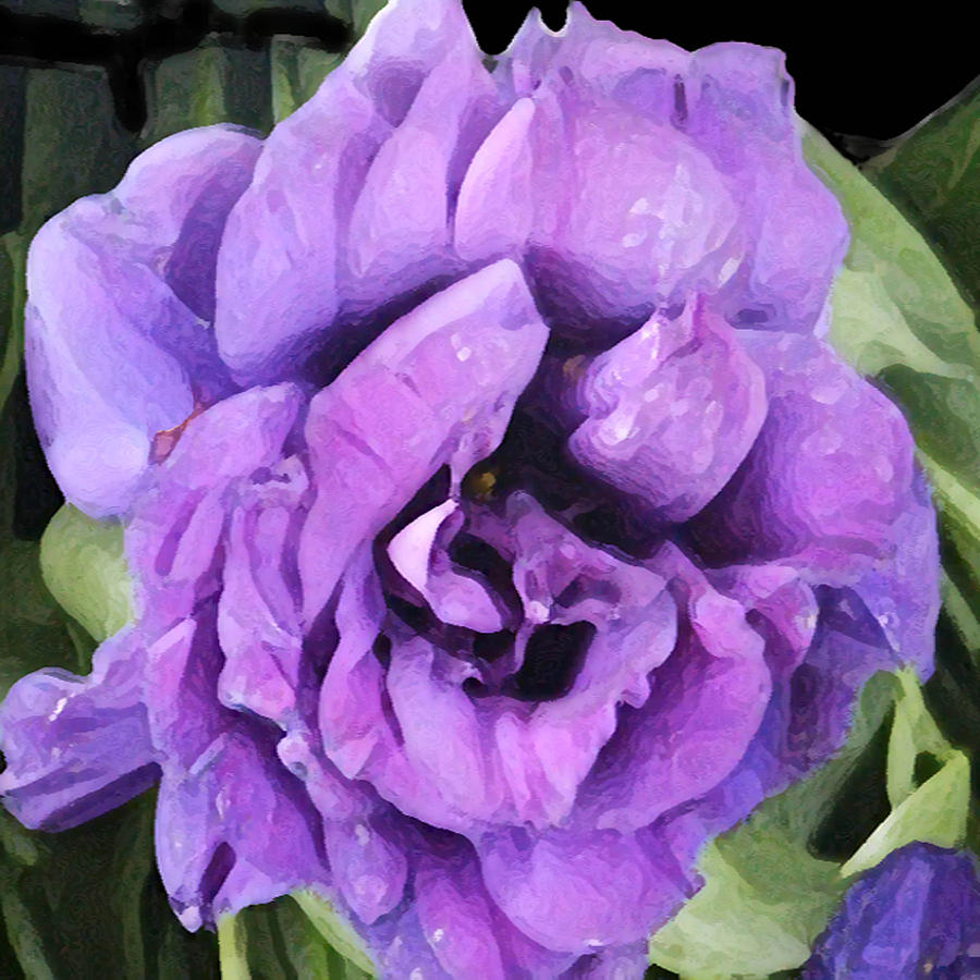 Purple Lisianthus  Painting by Dale Moses