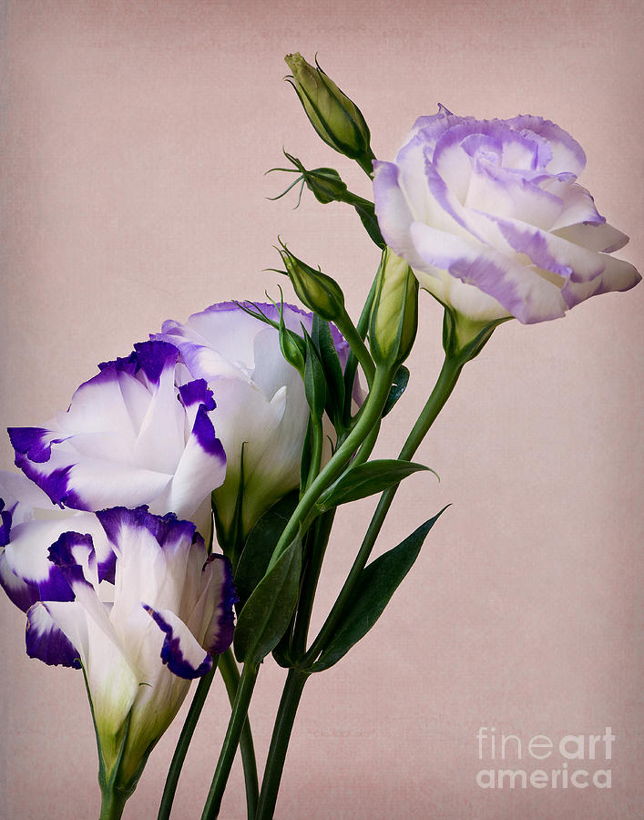 Purple Lisianthus Flowers Photograph by Ivy Ho