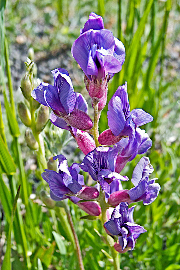 Purple Locoweed near Aspenglen Campground in Rocky Mountain National