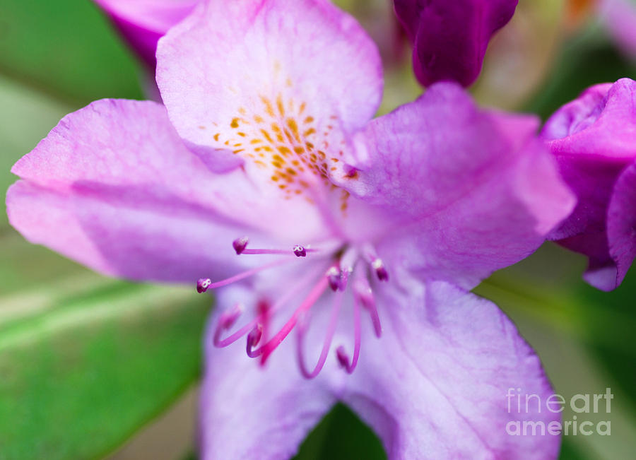 Purple Long Pistil Flower Photograph