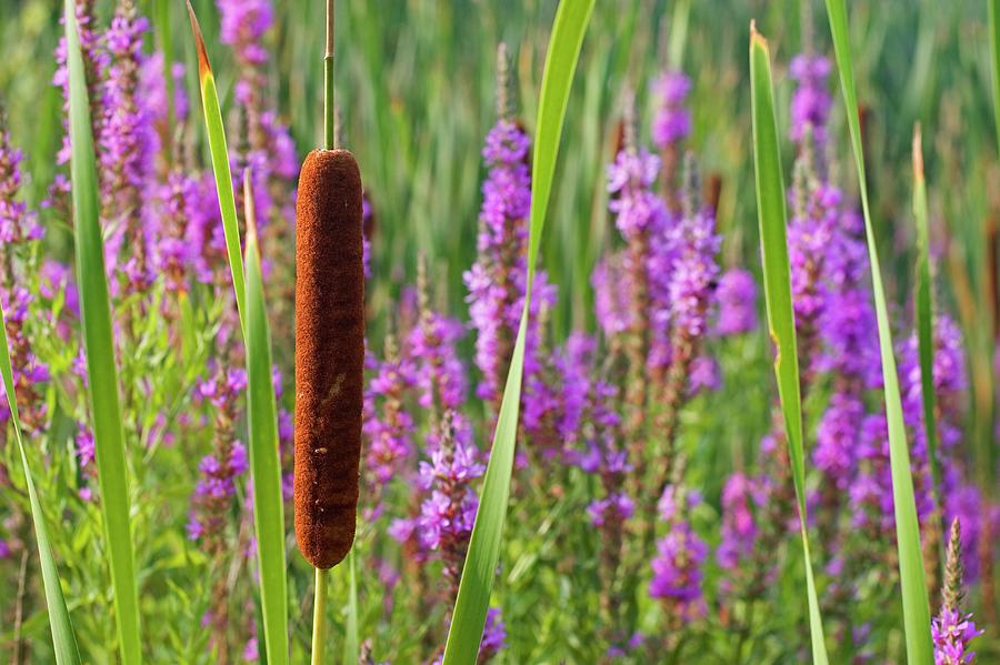 cattail plant