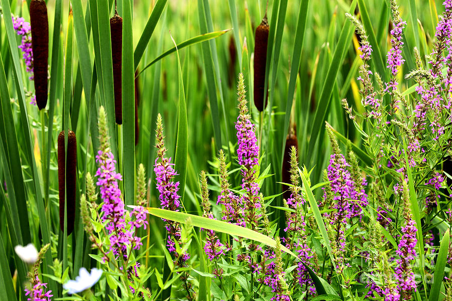 Purple Loosestrife and Cattails Photograph by Thomas R Fletcher - Fine ...