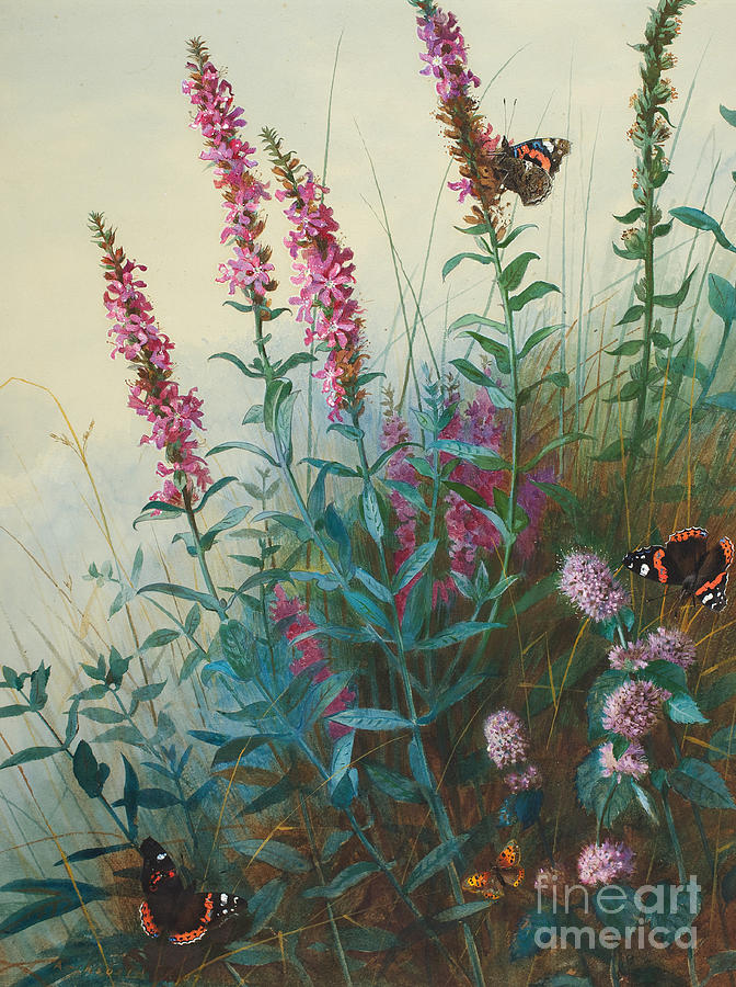 Purple Loosestrife and Water mint by Archibald Thorburn Painting by Archibald Thorburn