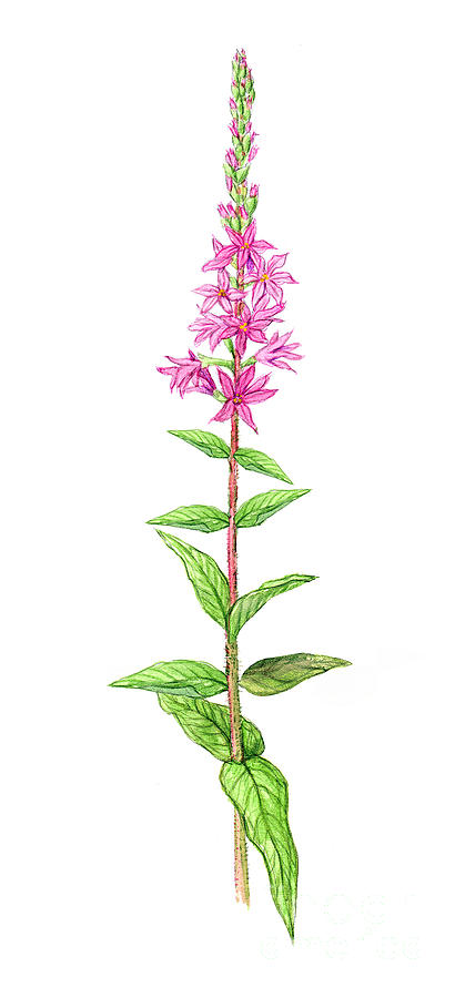 Purple Loosestrife Photograph by Carlyn Iverson