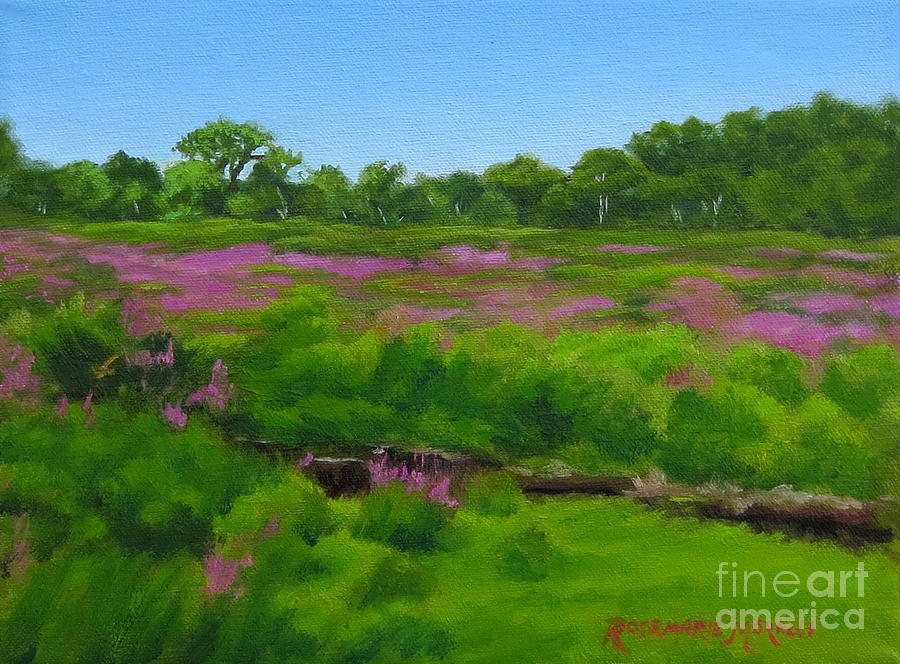 Purple Loosestrife Medfield MA Painting by Rosemarie Morelli
