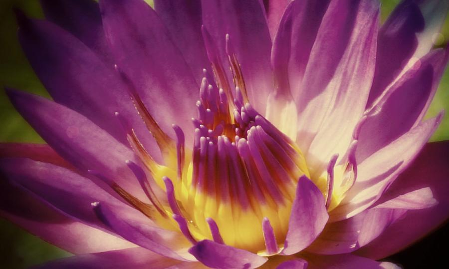 Purple Lotus Photograph by Alma Yamazaki