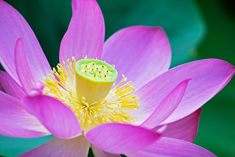 Purple Lotus Blossom Photograph by Michael Porchik