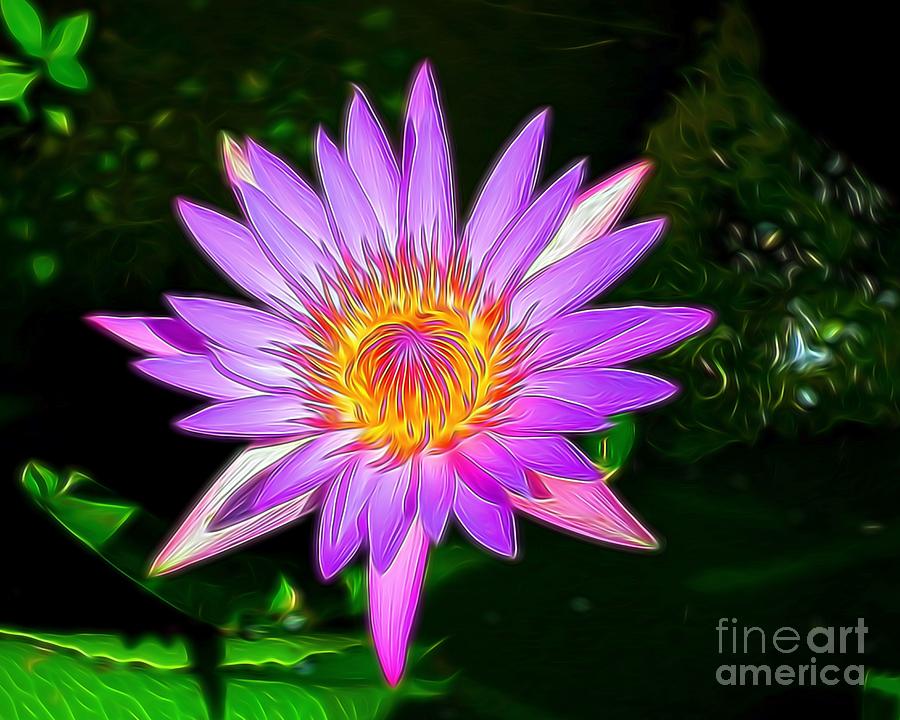 Purple Lotus Flower Photograph by Scott Cameron