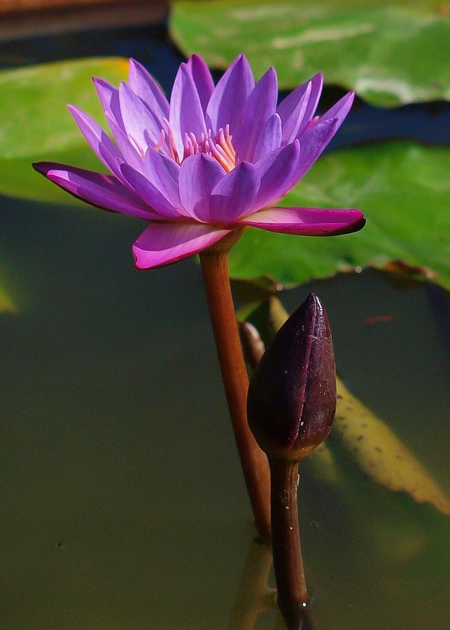Purple Photograph - Purple Lotus by John Perez.