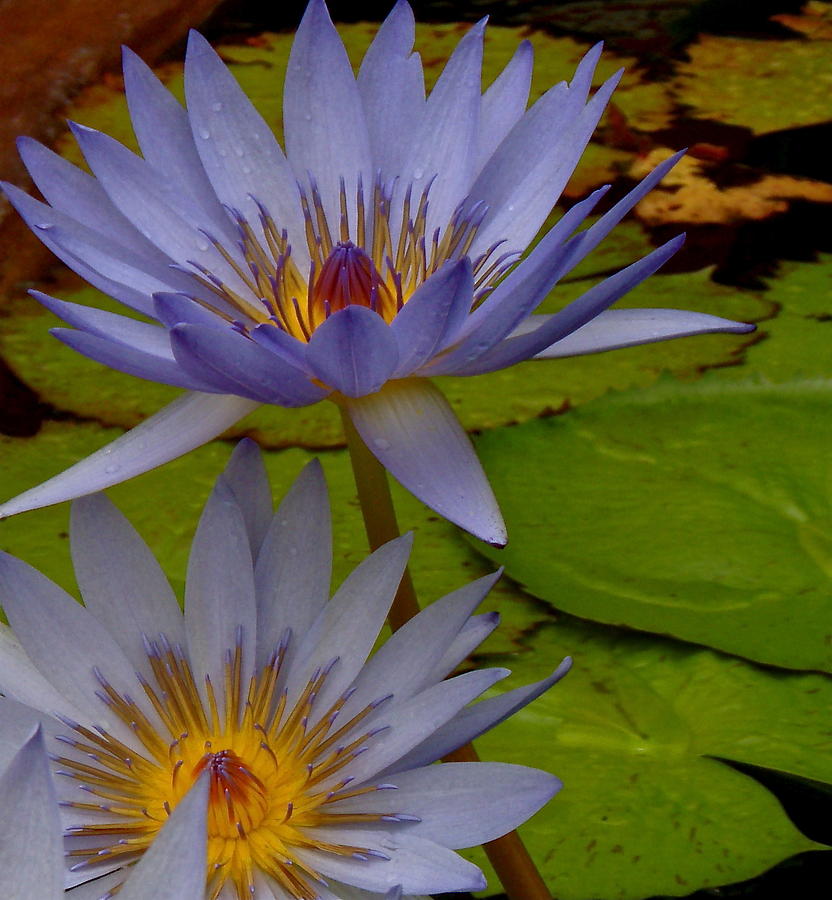 Lotus I Photograph by Kim Pippinger