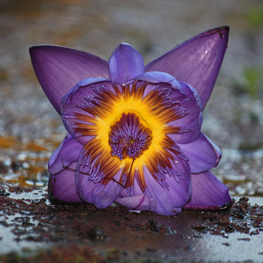 Purple Lotus Macro Photograph by Suzanne Gaff
