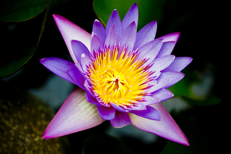 Purple lotus  Photograph by Raimond Klavins