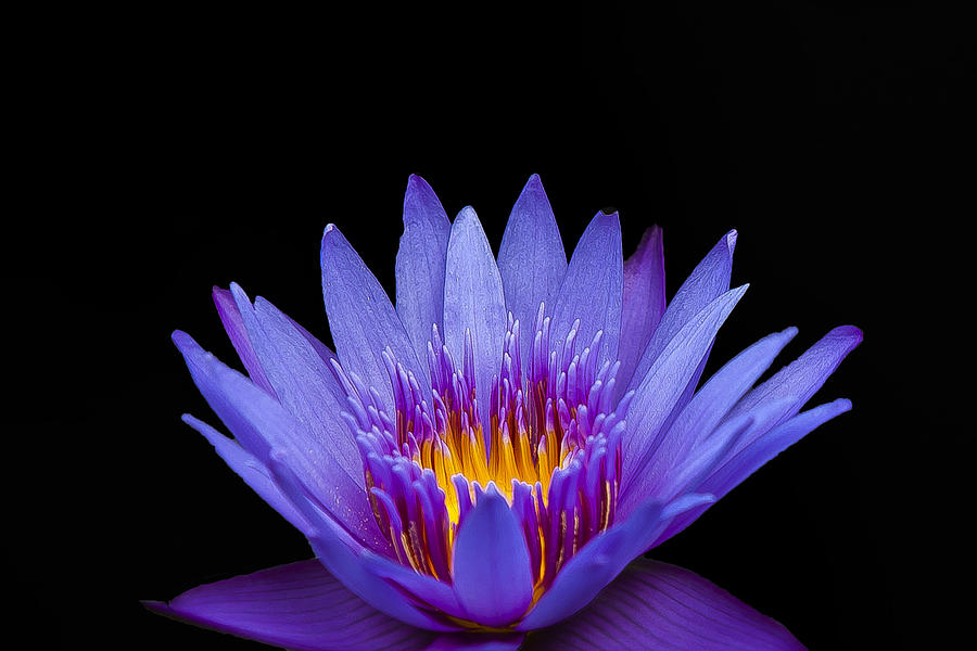 Purple Lotus Photograph by Sean Allen