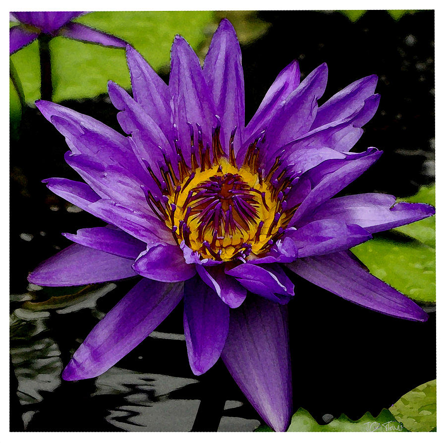 Flower Photograph - Purple Lotus Water Lilies by James C Thomas