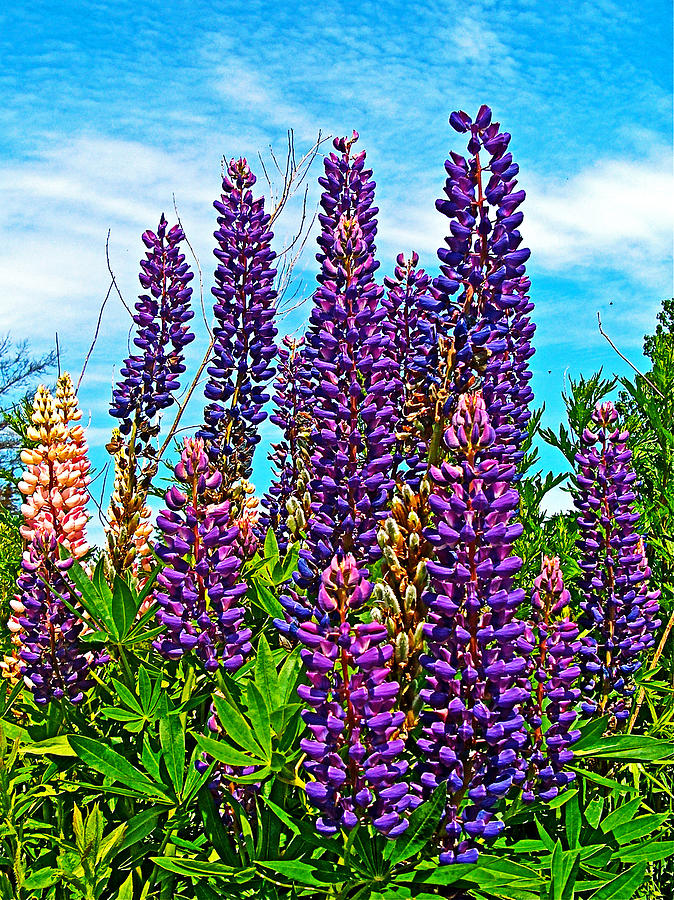 Purple Lupine along Confederation Trail-Prince Edward Island, Canada Photograph by Ruth Hager