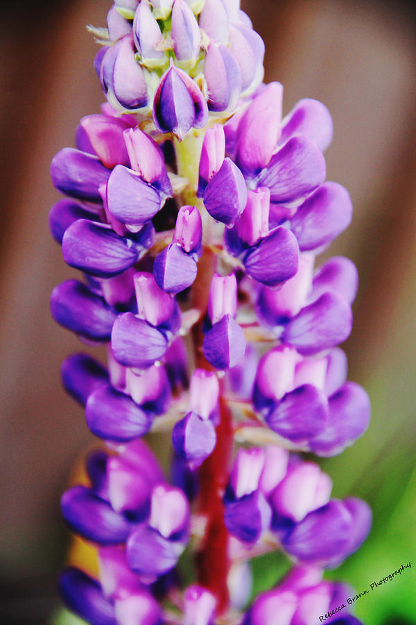 Purple Lupine Photograph by Becca Wilcox
