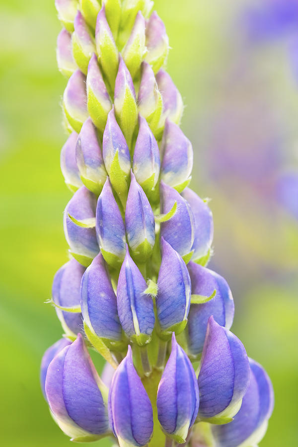 Purple Lupine Flower Photograph by Keith Webber Jr