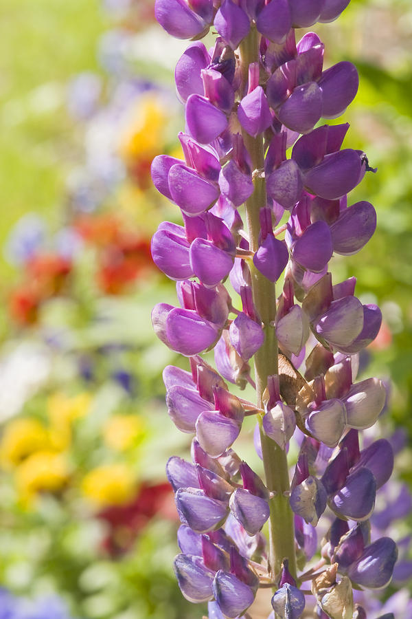 Purple Lupine Flowers Photograph by Keith Webber Jr