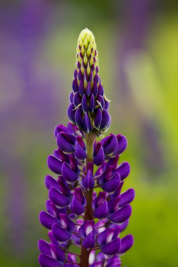Purple Lupine Photograph by John Vose