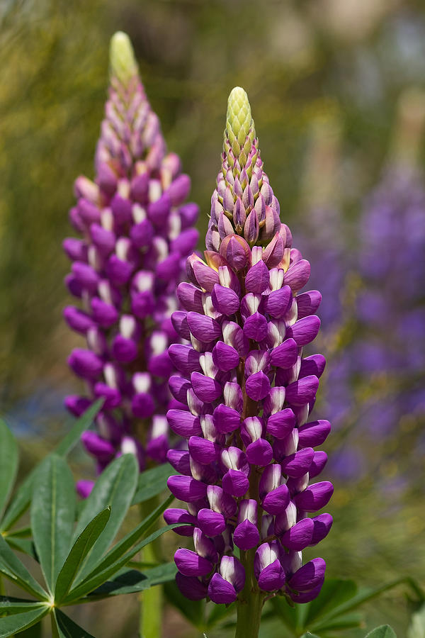 Purple Lupine Photograph by Lindley Johnson