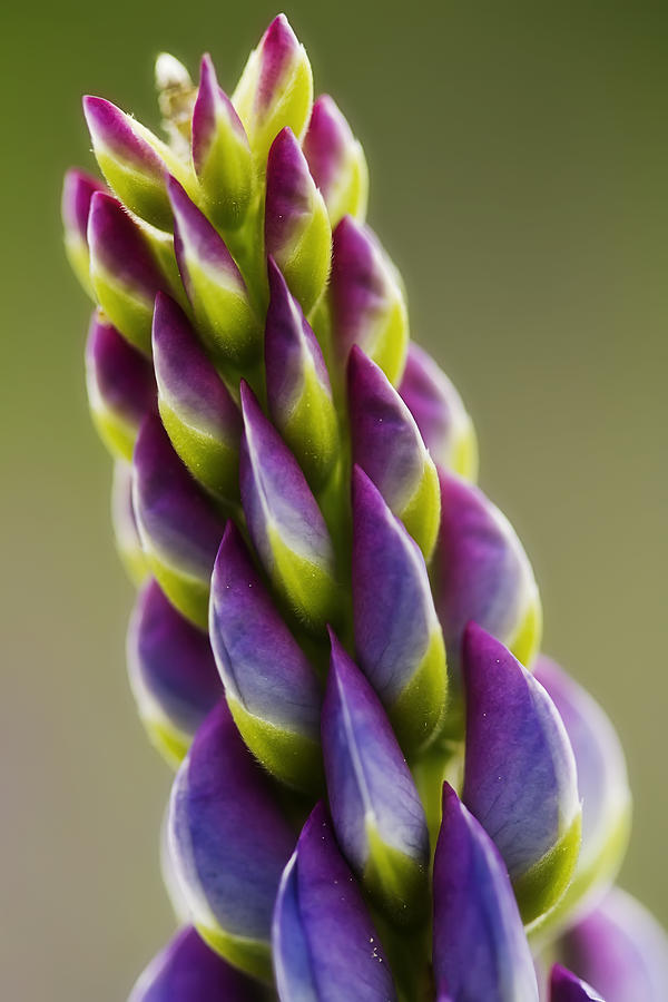Purple Lupine Macro Photograph by John Vose