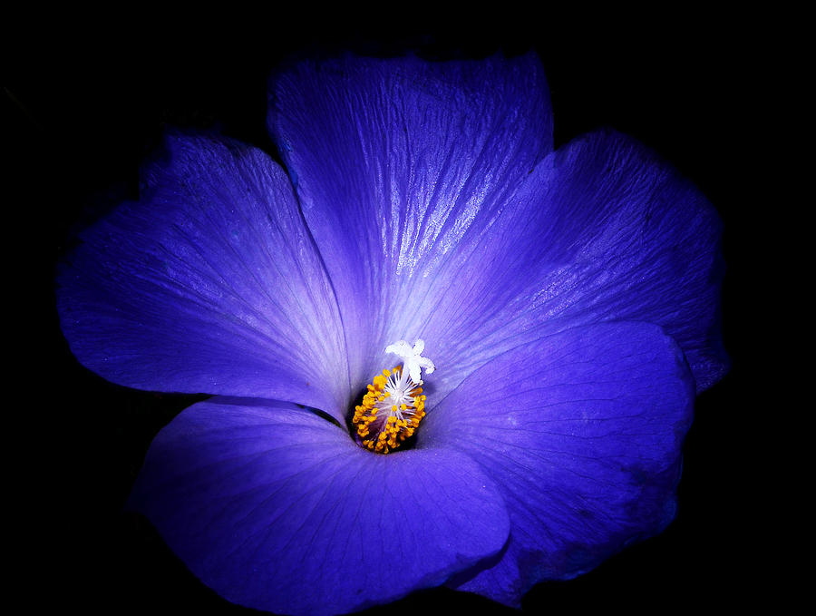 Flower Photograph - Purple Magic by Camille Lopez