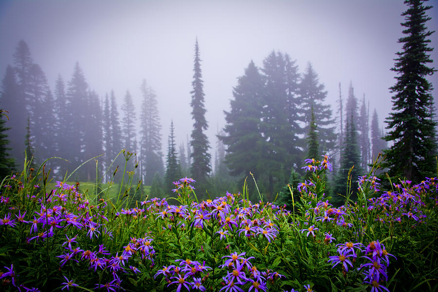 Purple Magic  mountains Photograph by Randall Branham