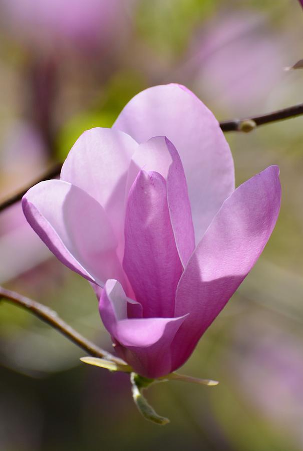 Purple Magnolia Photograph by Helene Dignard - Fine Art America