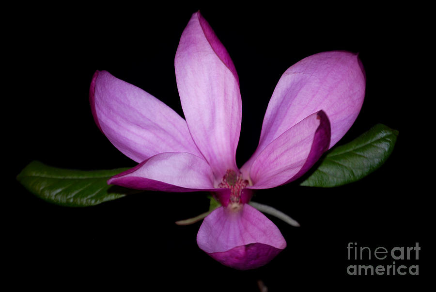 Purple Magnolia Photograph by Nancy Bradley