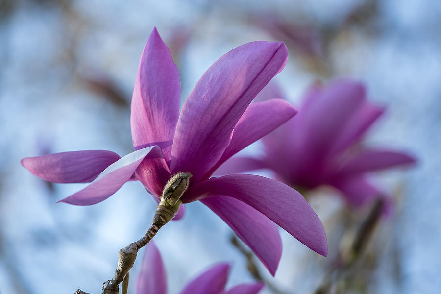 Purple Magnolia  Photograph by Pierre Leclerc Photography