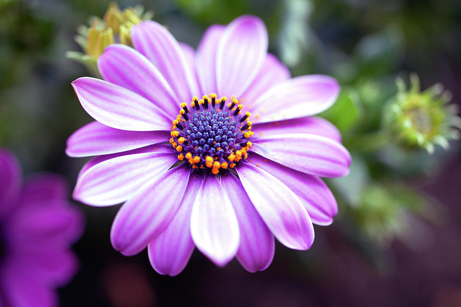 Purple Margarita, Close Up Photograph by Juergen Bosse