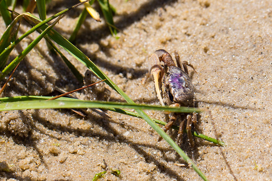 Purple Marsh Crab 3 Photograph by Allan Morrison