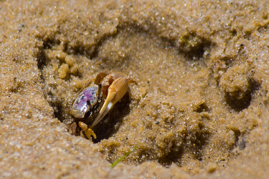 Purple Marsh Crab 4 Photograph by Allan Morrison
