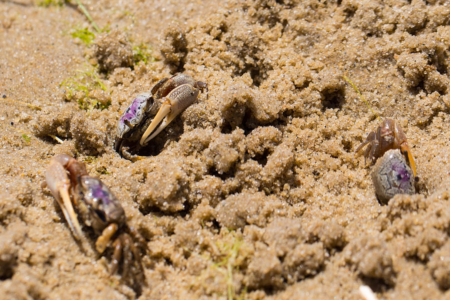 Purple Marsh Crab 5 Photograph by Allan Morrison