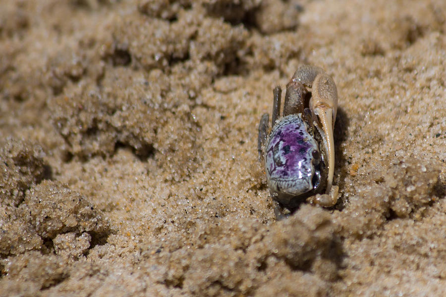 Purple Marsh Crab Photograph by Allan Morrison