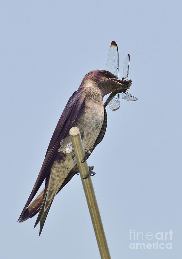 Purple Martin Female And The Dragonfly Photograph by Kathy Baccari