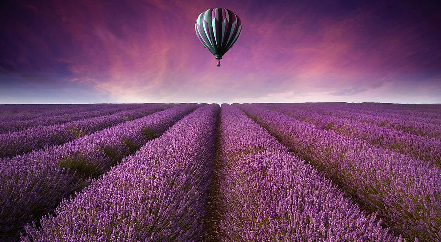 Summer Photograph - Purple by Matthew Gibson