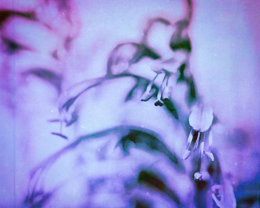 Purple Memories Of Flowers Photograph by Priya Ghose