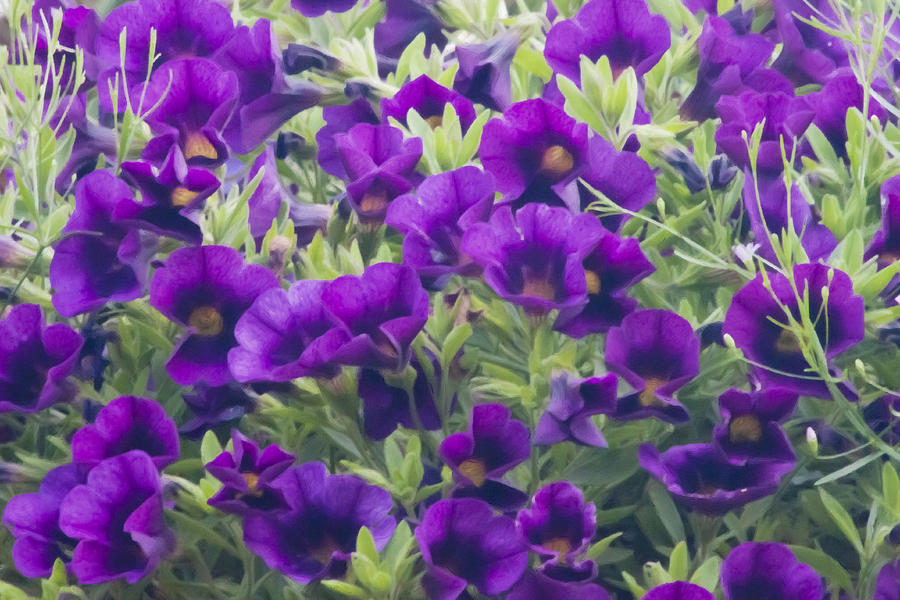 Purple Miniature Petunia Blossoms - Digital Oil Art Work Photograph by Sandra Foster