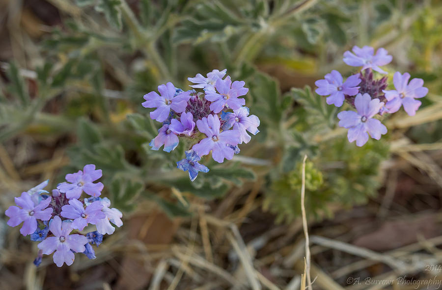 Purple Mock Vervain Flowers Photograph by Aaron Burrows